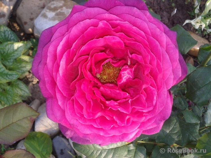 Johann Wolfgang von Goethe Rose®