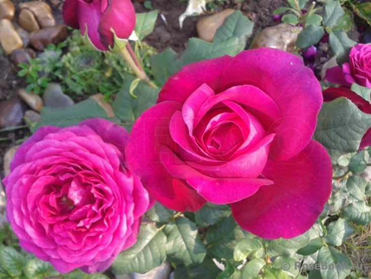 Johann Wolfgang von Goethe Rose®