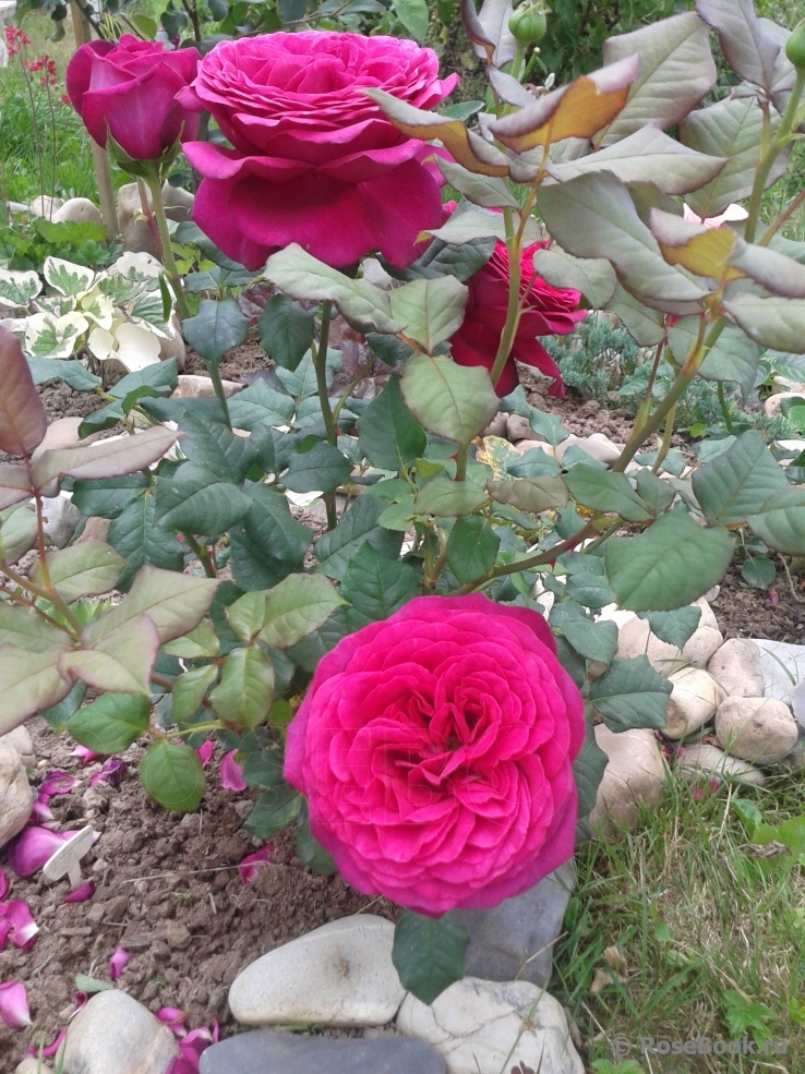 Johann Wolfgang von Goethe Rose®