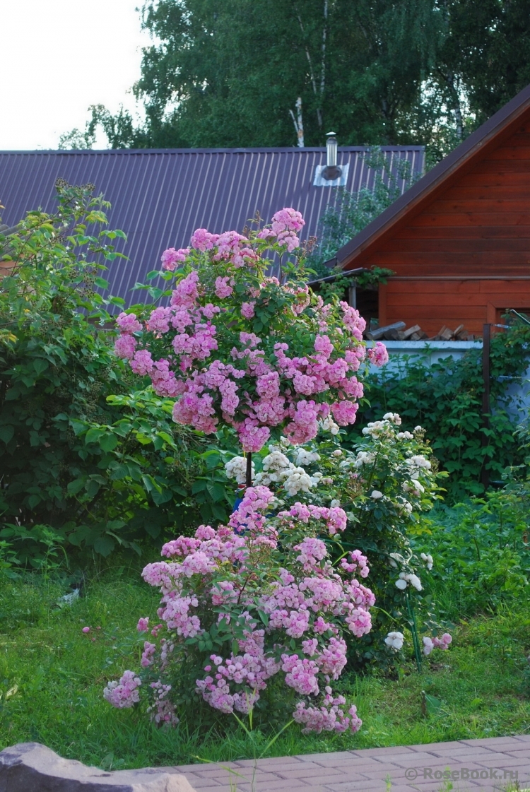 Heavenly Pink