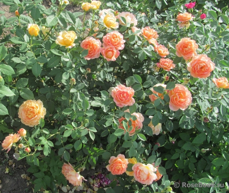 Lady of Shalott 