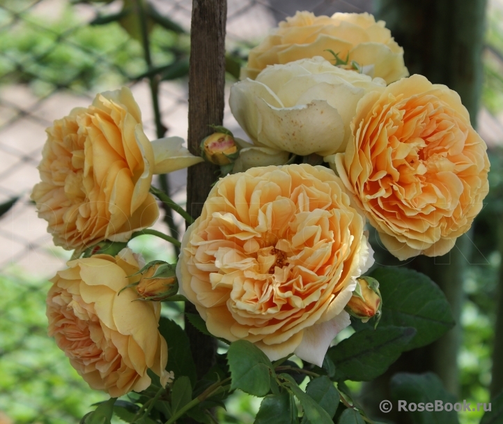 Crown Princess Margareta®