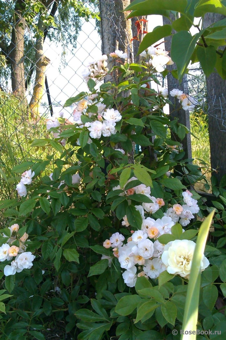 Parc de Maupassant