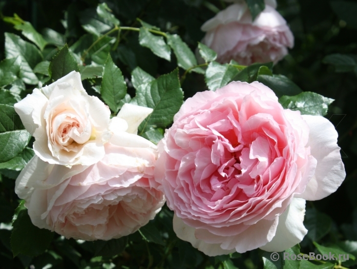 The Wedgwood Rose