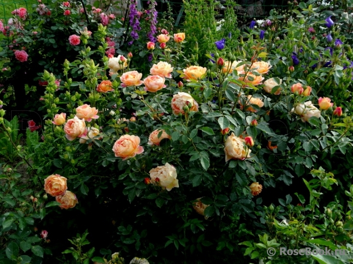 Lady of Shalott 