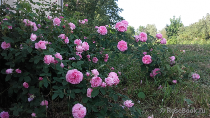 Rose de Montmeillant