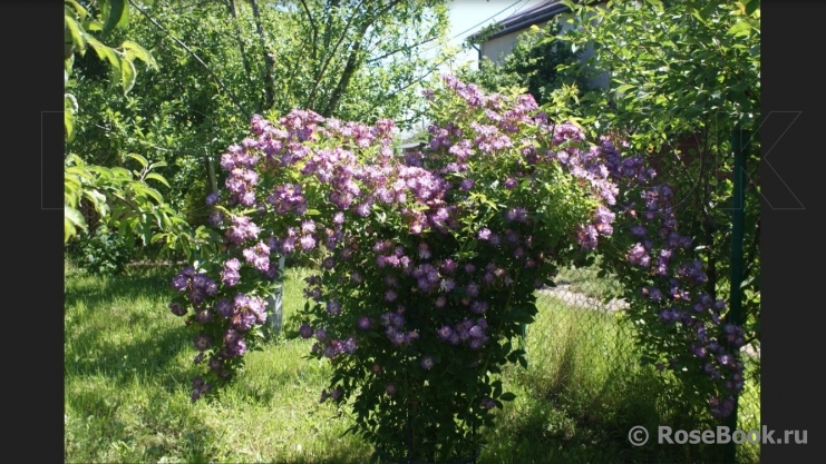 Veilchenblau