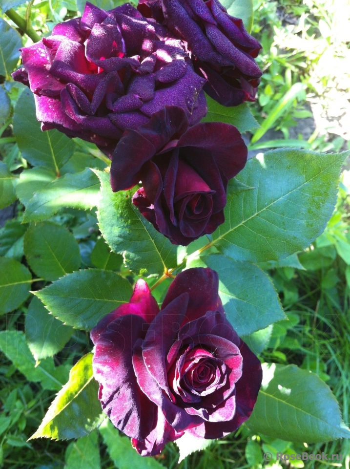 Black Baccara