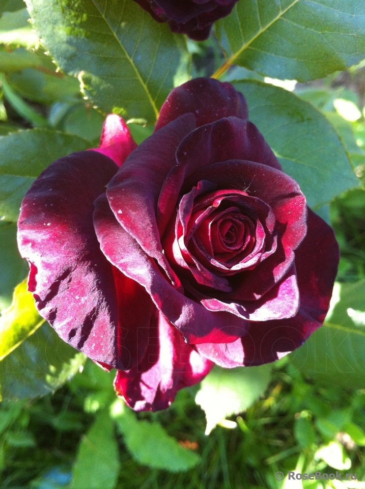 Black Baccara