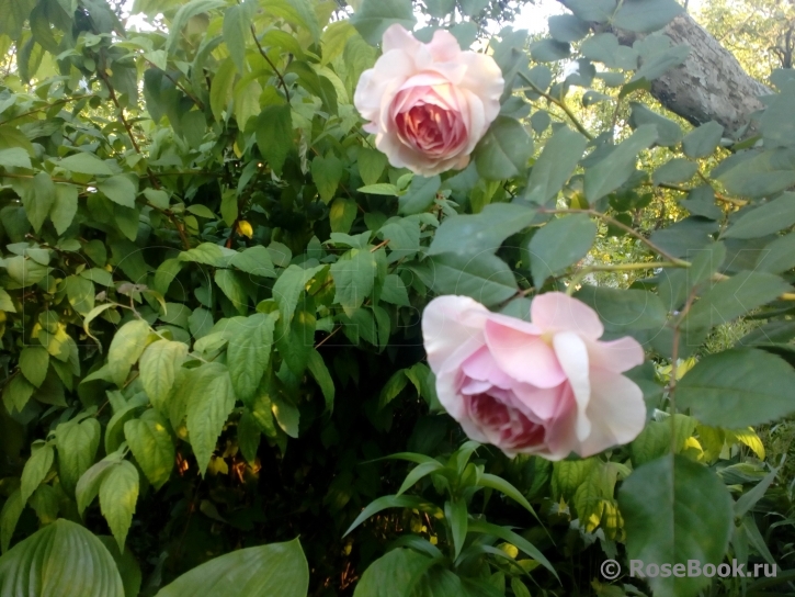 A Shropshire Lad