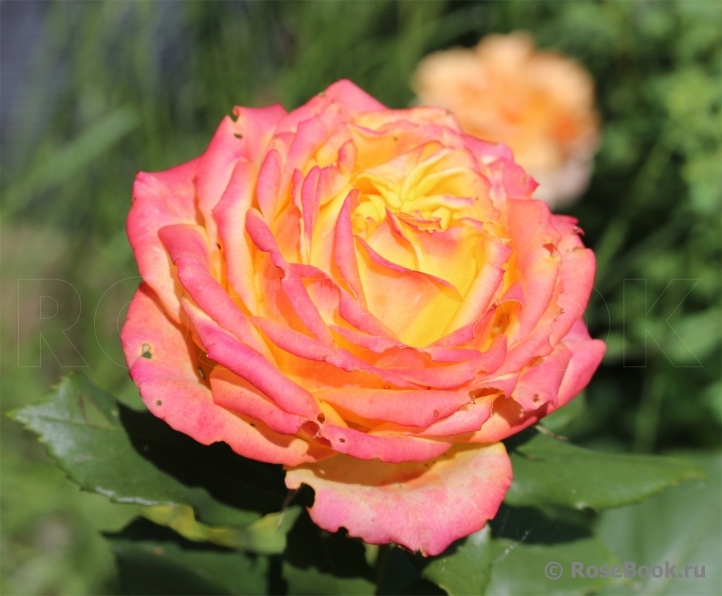 Rose Giardino di Boboli 