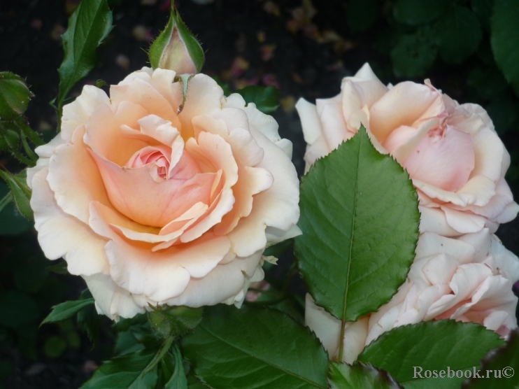 Fragrant Apricot