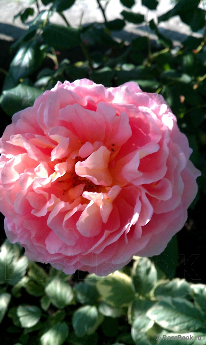 Abraham Darby