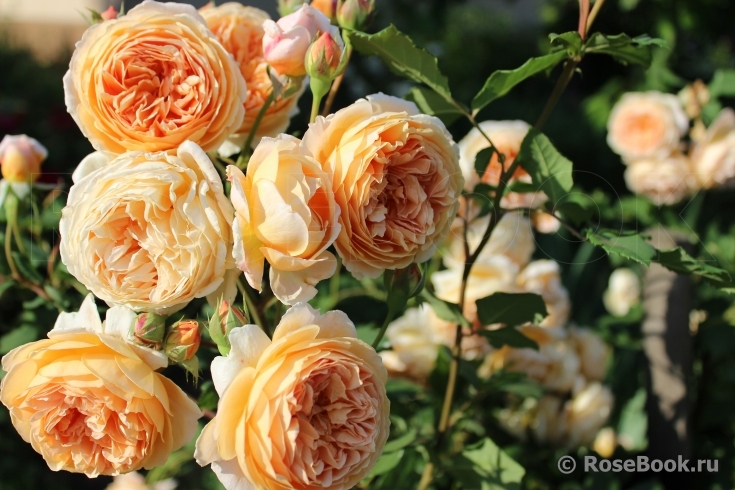 Crown Princess Margareta®