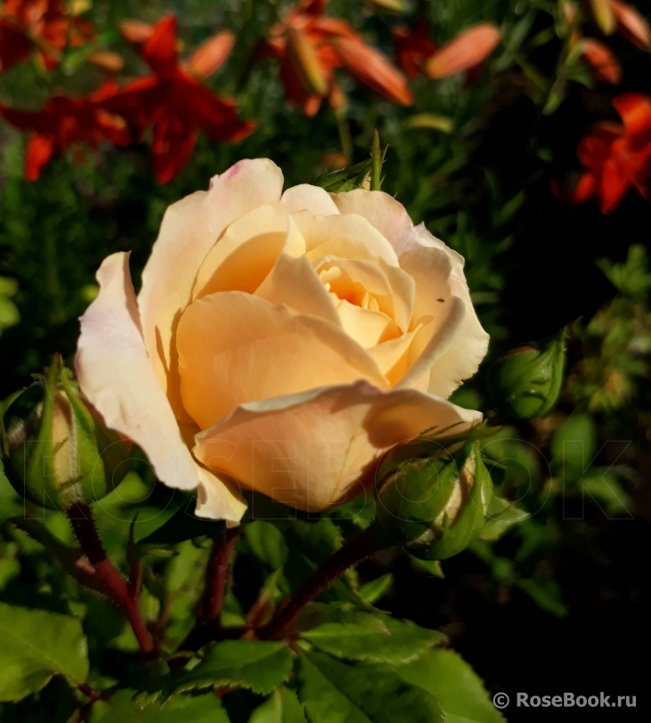 Crocus Rose® 