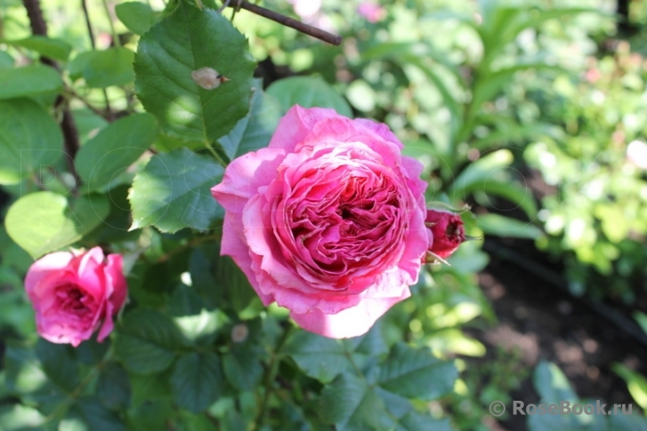 Vitalrose Madame Pompadour