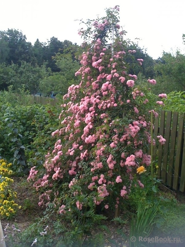 Apple Blossom_1GALA