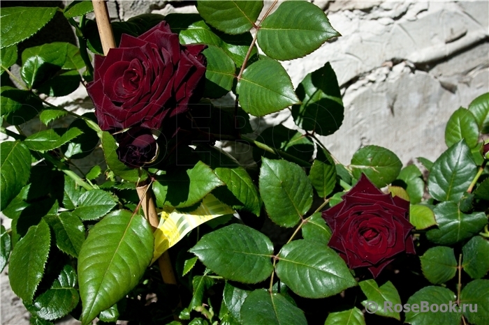 Black Baccara