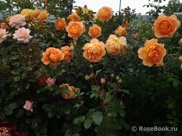 Lady of Shalott 