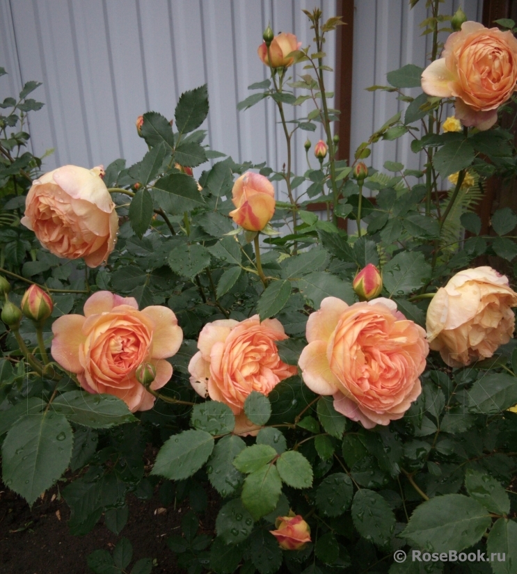 Lady of Shalott 