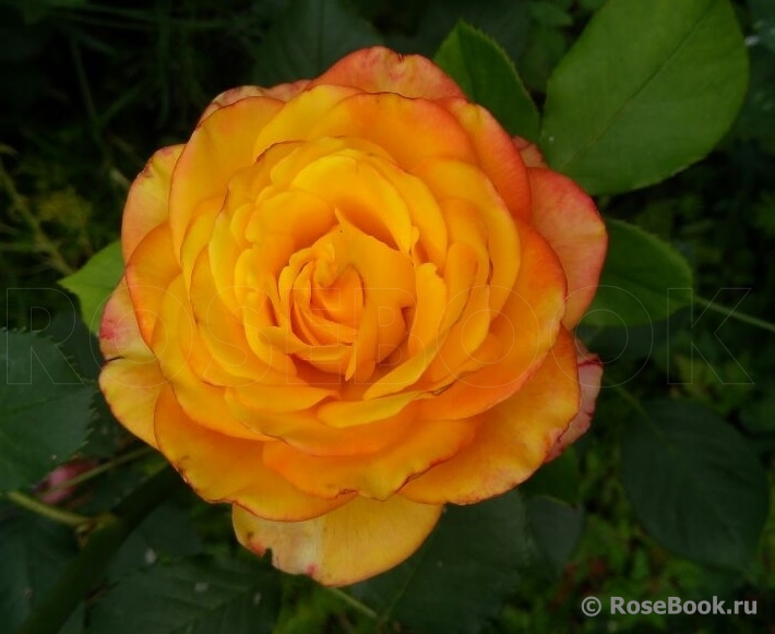 Rose Giardino di Boboli 