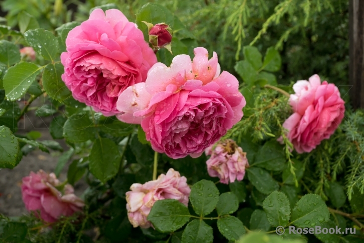 Princess Alexandra of Kent 