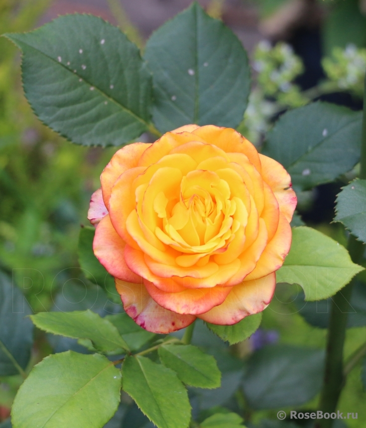 Rose Giardino di Boboli 