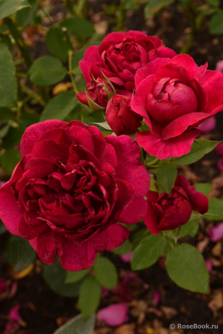 Darcey Bussell 