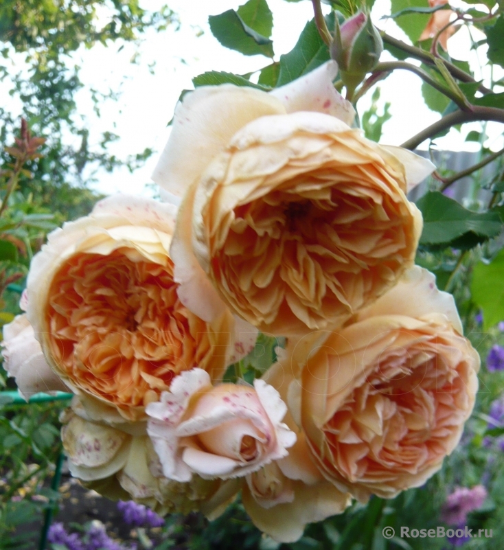 Crown Princess Margareta®