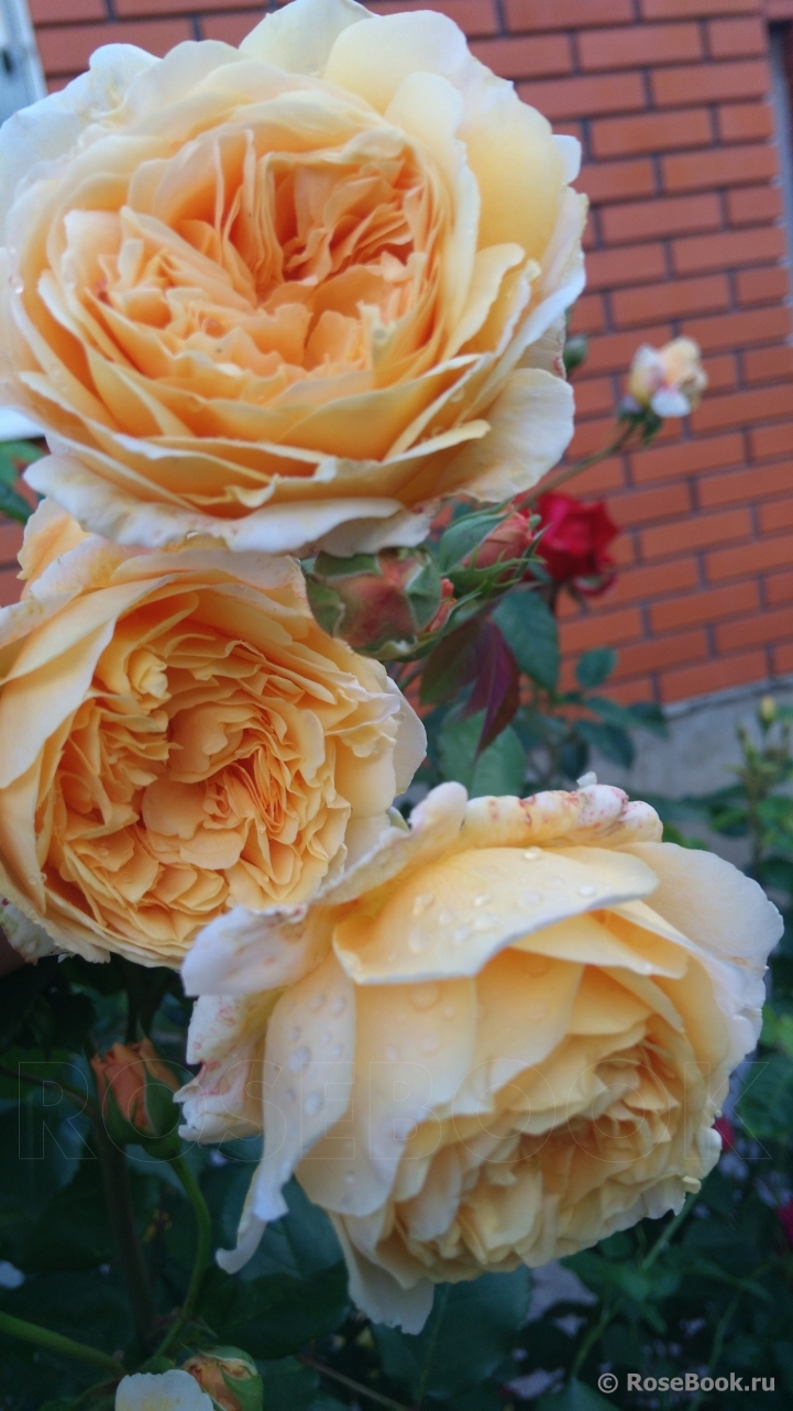 Crown Princess Margareta®