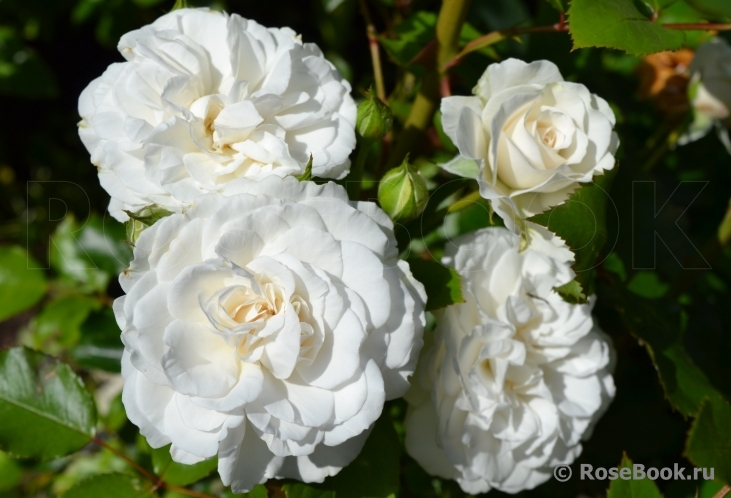 Great North Eastern Rose 