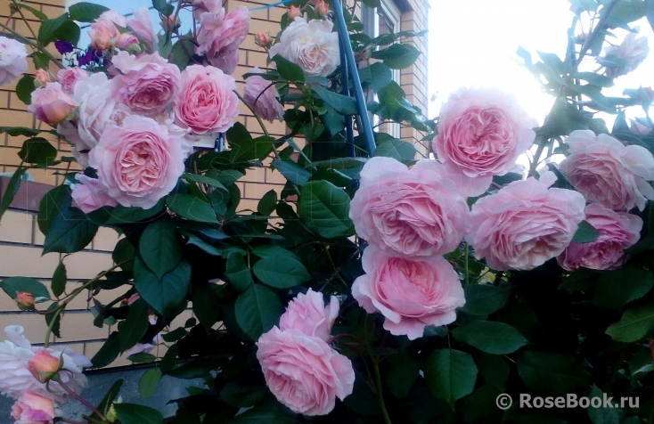 A Shropshire Lad