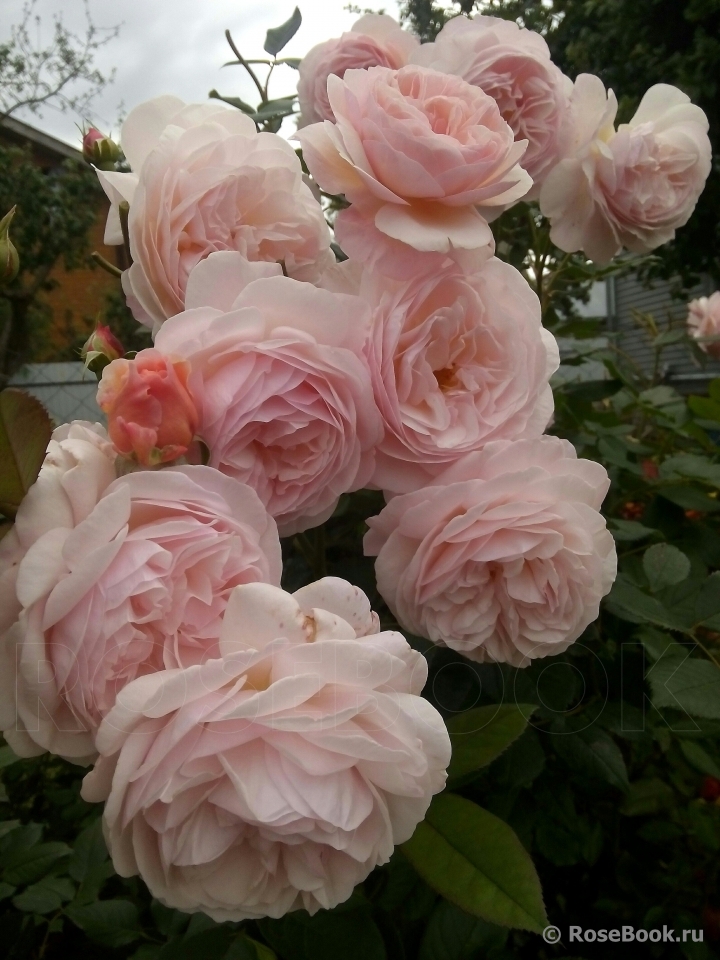 A Shropshire Lad