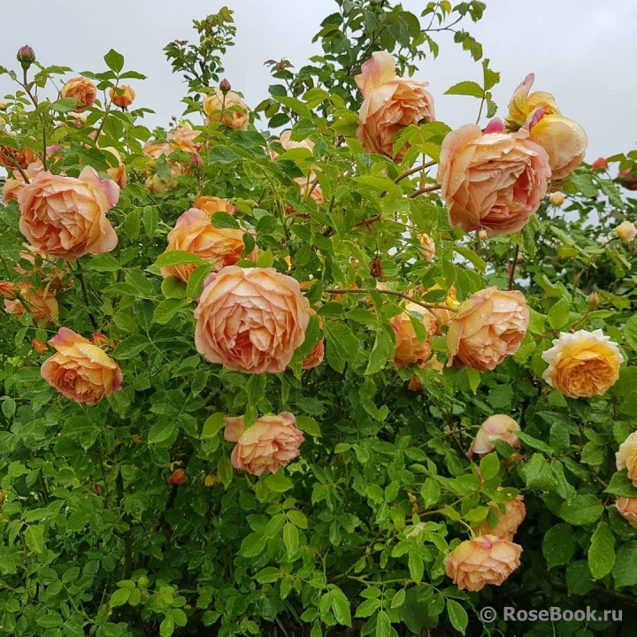 Lady of Shalott 