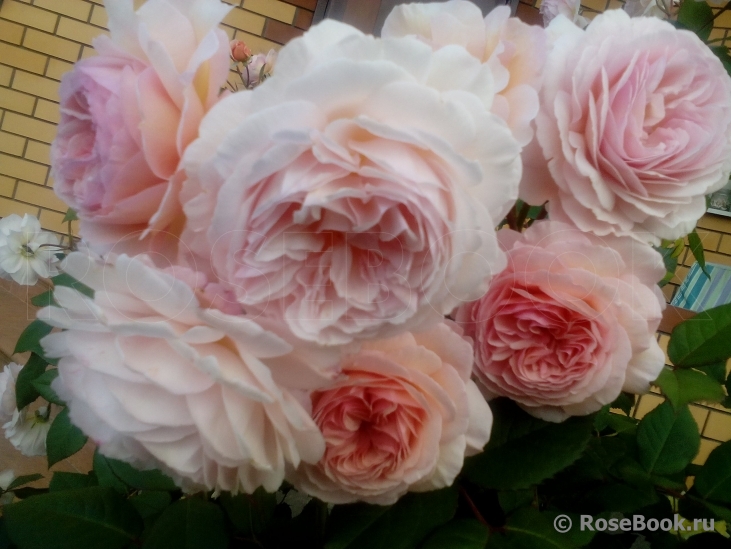 A Shropshire Lad