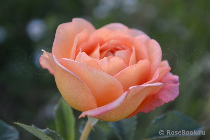 Lady of Shalott 