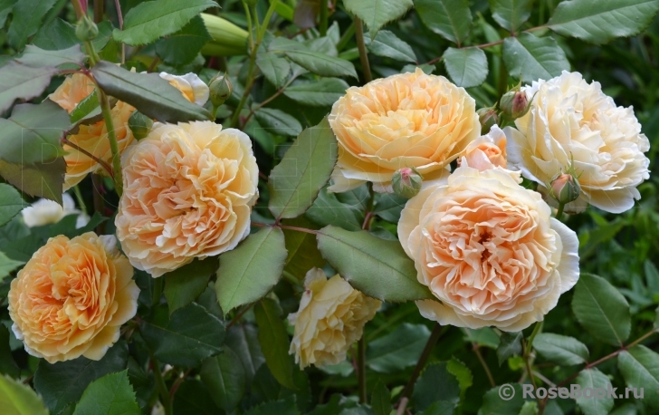 Crown Princess Margareta®