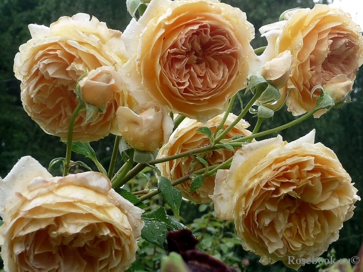 Crown Princess Margareta®