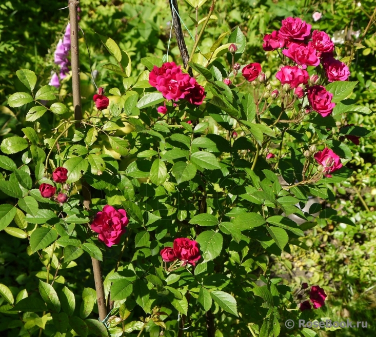 Crimson Rambler