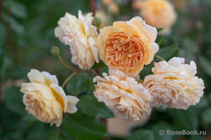 Crown Princess Margareta®