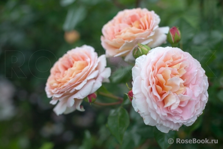 Abraham Darby