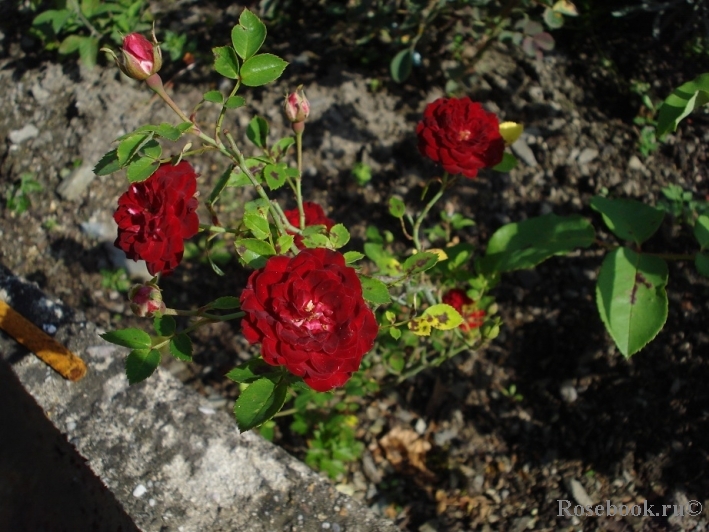 Rosa каскад. Ред Каскад (Red Cascade).