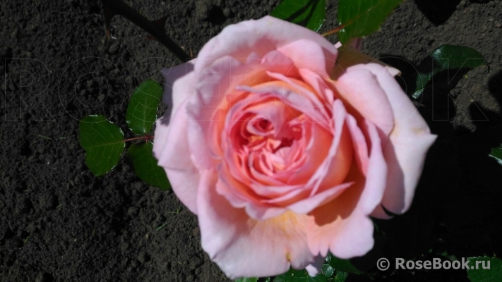 A Shropshire Lad