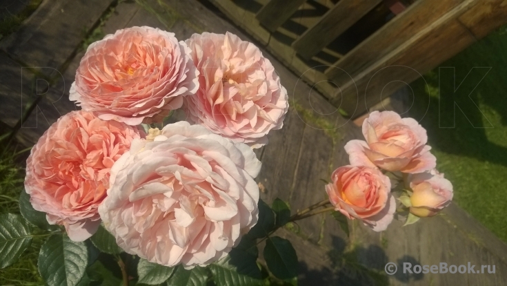 Abraham Darby