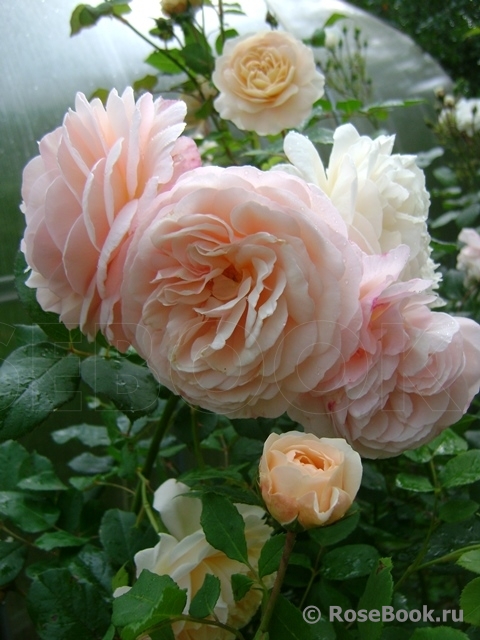 A Shropshire Lad