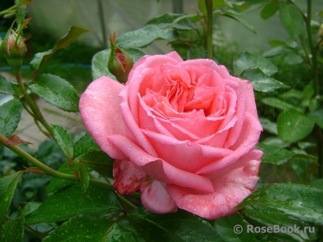 La Rose de Molinard ®