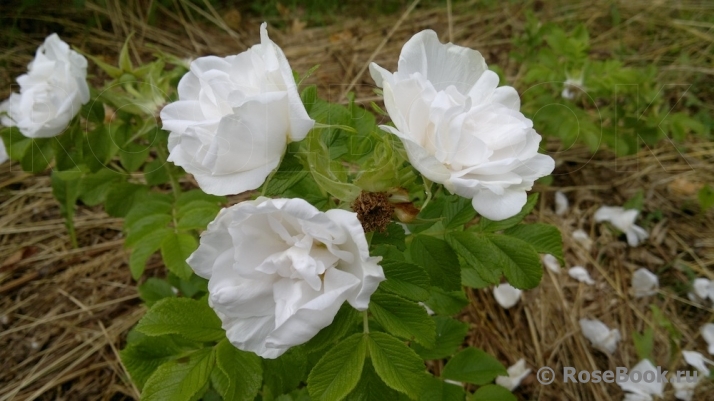 Blanc Double de Coubert 