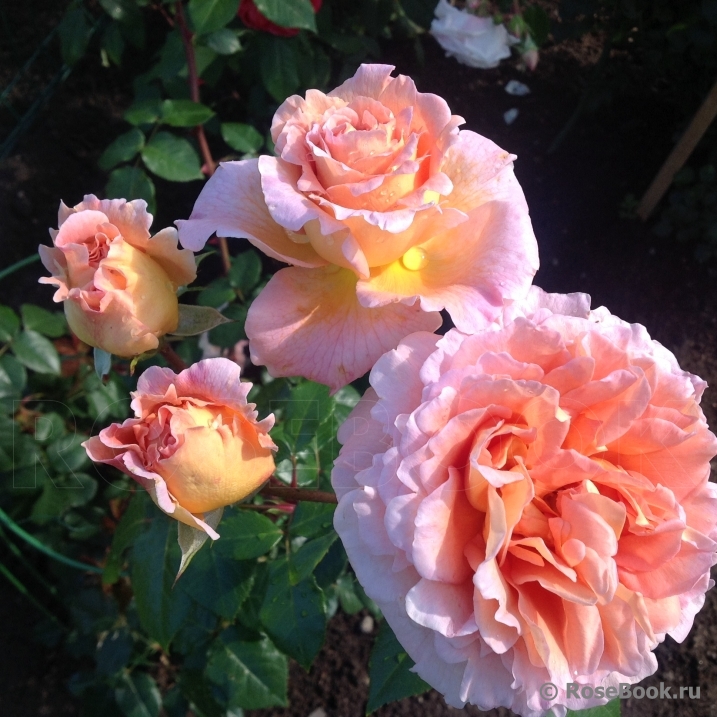 Abraham Darby