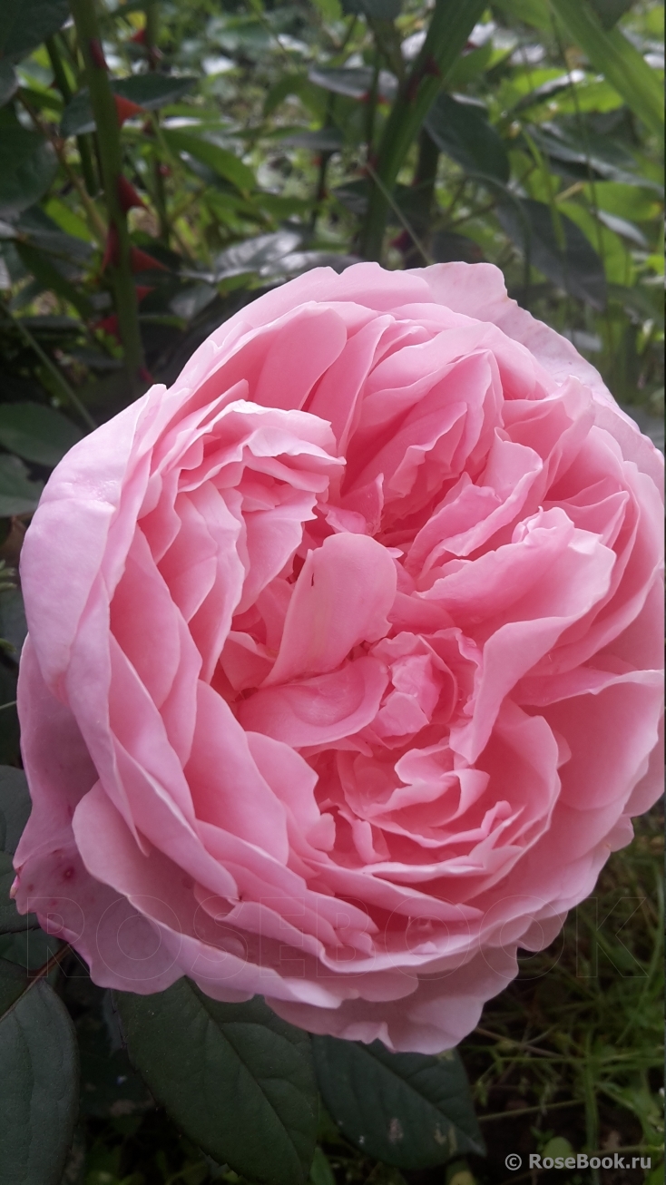 The Alnwick Rose