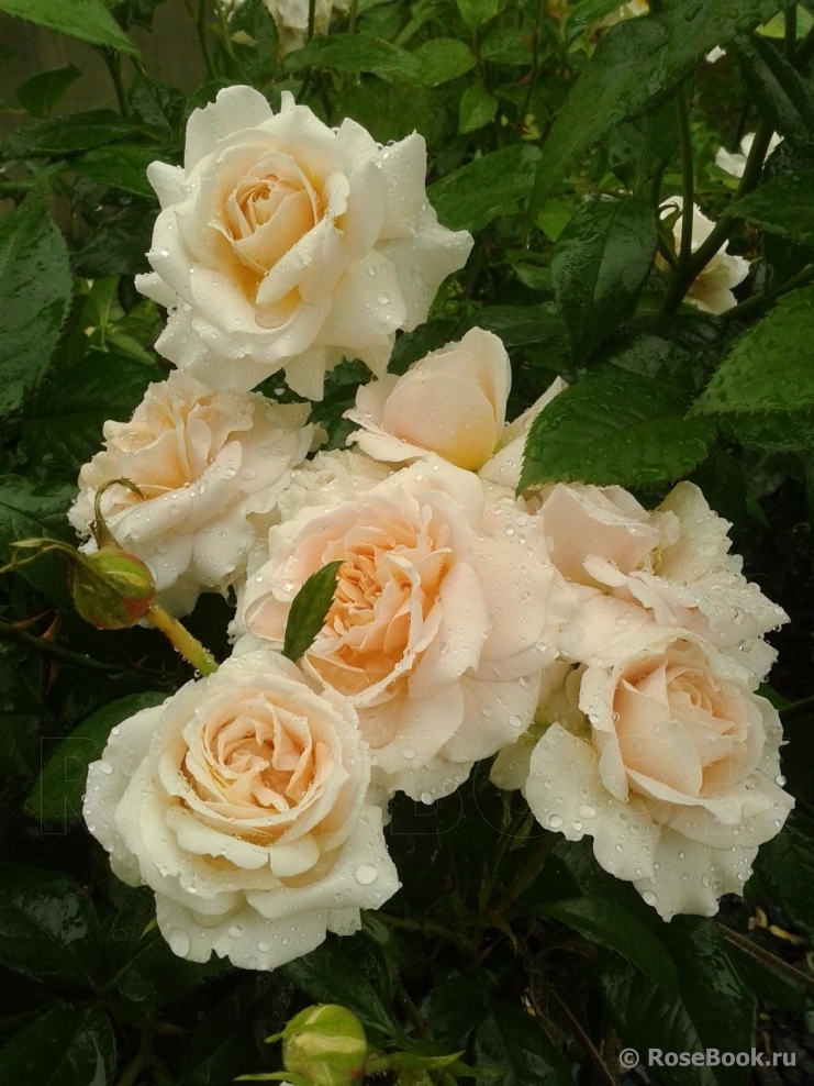 Caron Keating Rose 